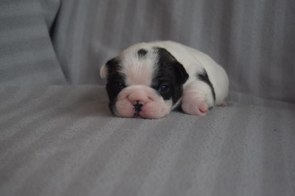 Bcbg Belle Carrure Belle Gueule - Chiots disponibles - Bouledogue français