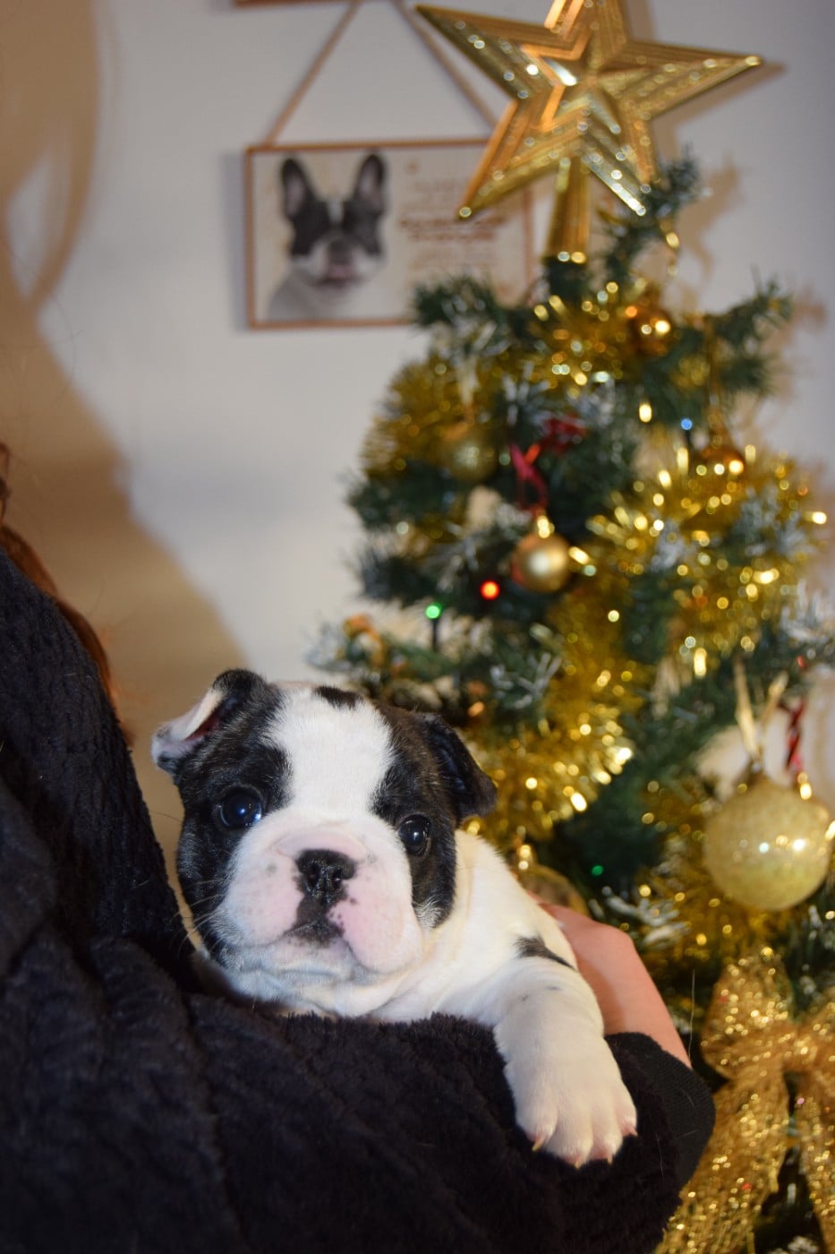 Bcbg Belle Carrure Belle Gueule - Chiots disponibles - Bouledogue français