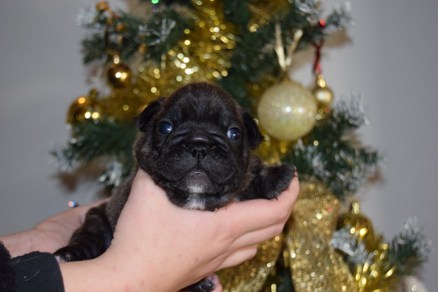 Bcbg Belle Carrure Belle Gueule - Chiots disponibles - Bouledogue français