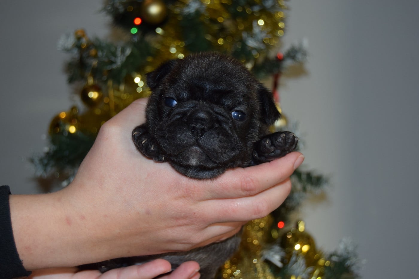 Bcbg Belle Carrure Belle Gueule - Chiots disponibles - Bouledogue français