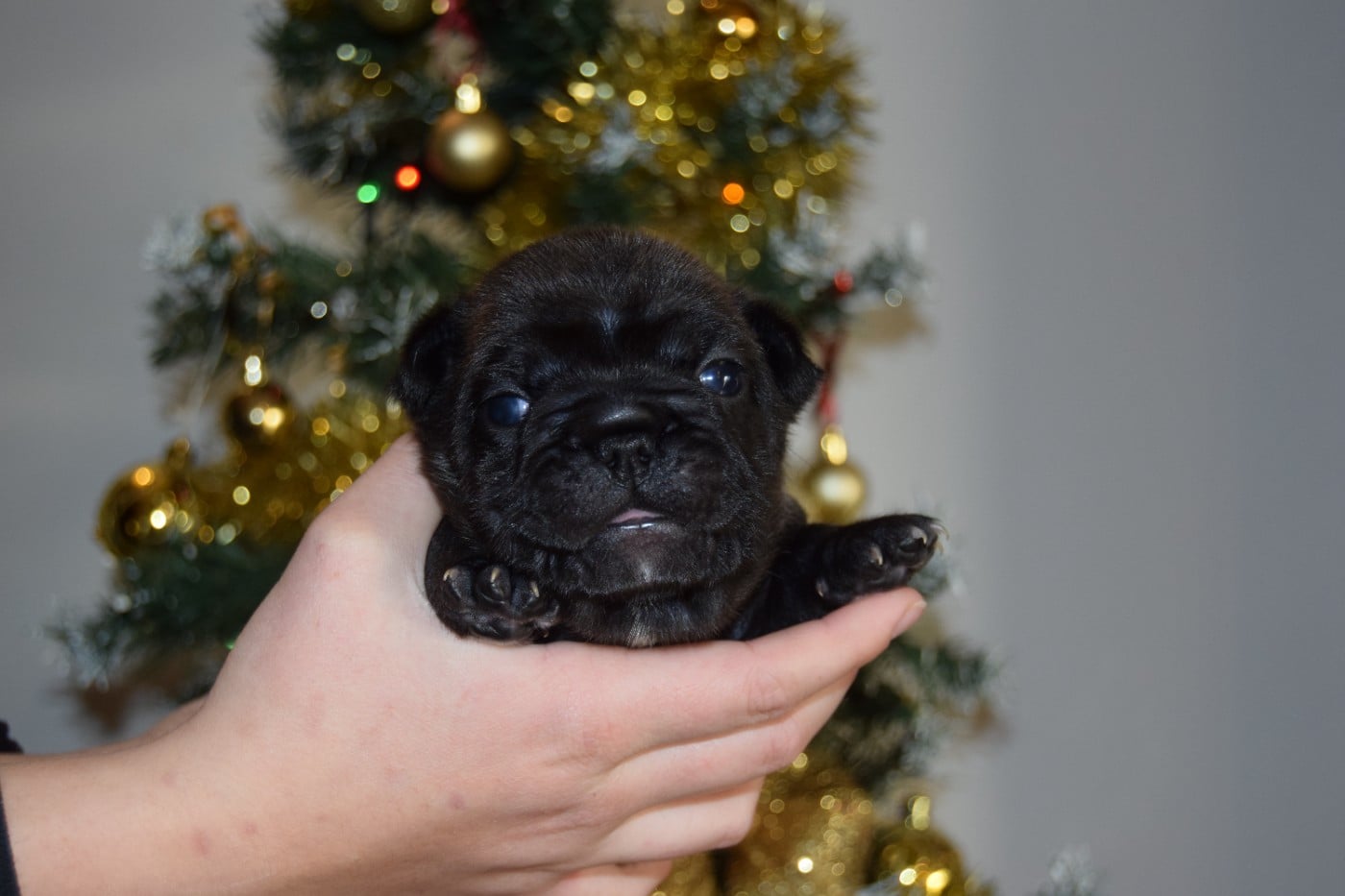 Bcbg Belle Carrure Belle Gueule - Chiots disponibles - Bouledogue français