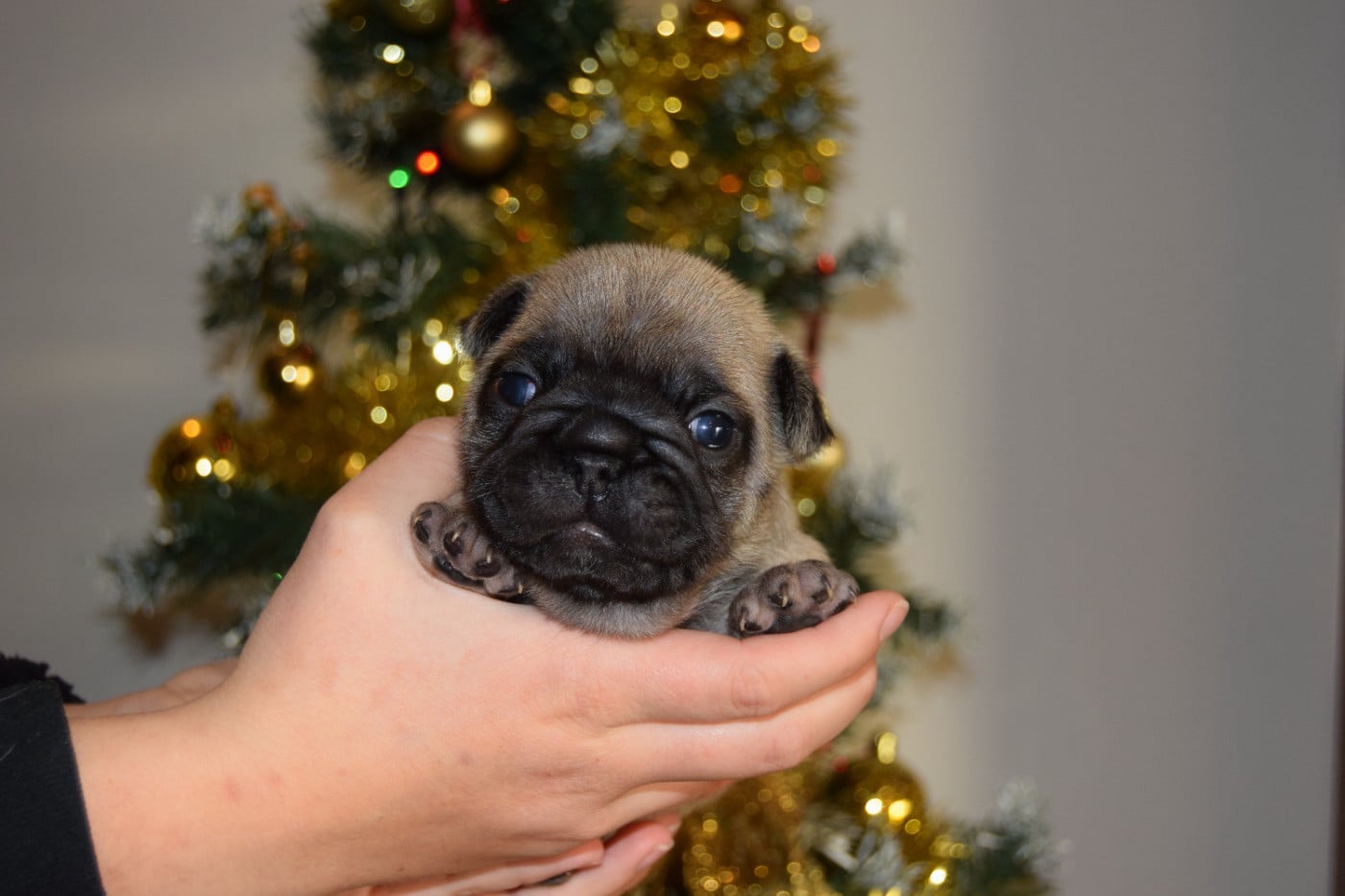 Bcbg Belle Carrure Belle Gueule - Chiots disponibles - Bouledogue français