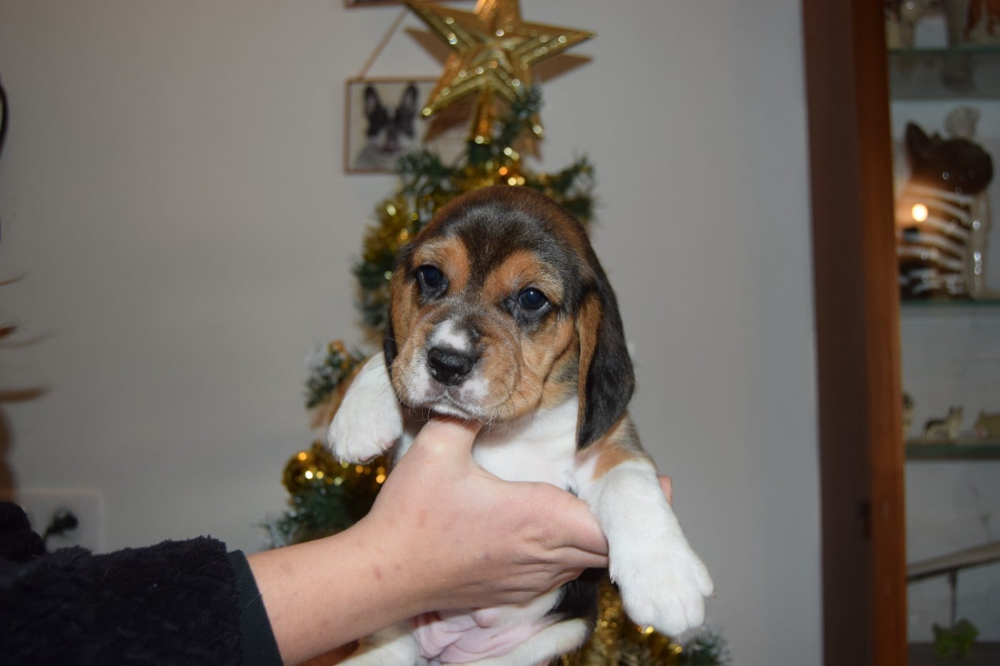 Bcbg Belle Carrure Belle Gueule - Chiots disponibles - Beagle