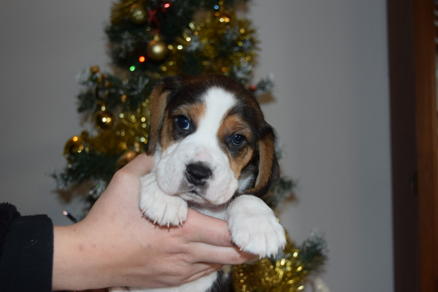 Bcbg Belle Carrure Belle Gueule - Chiots disponibles - Beagle
