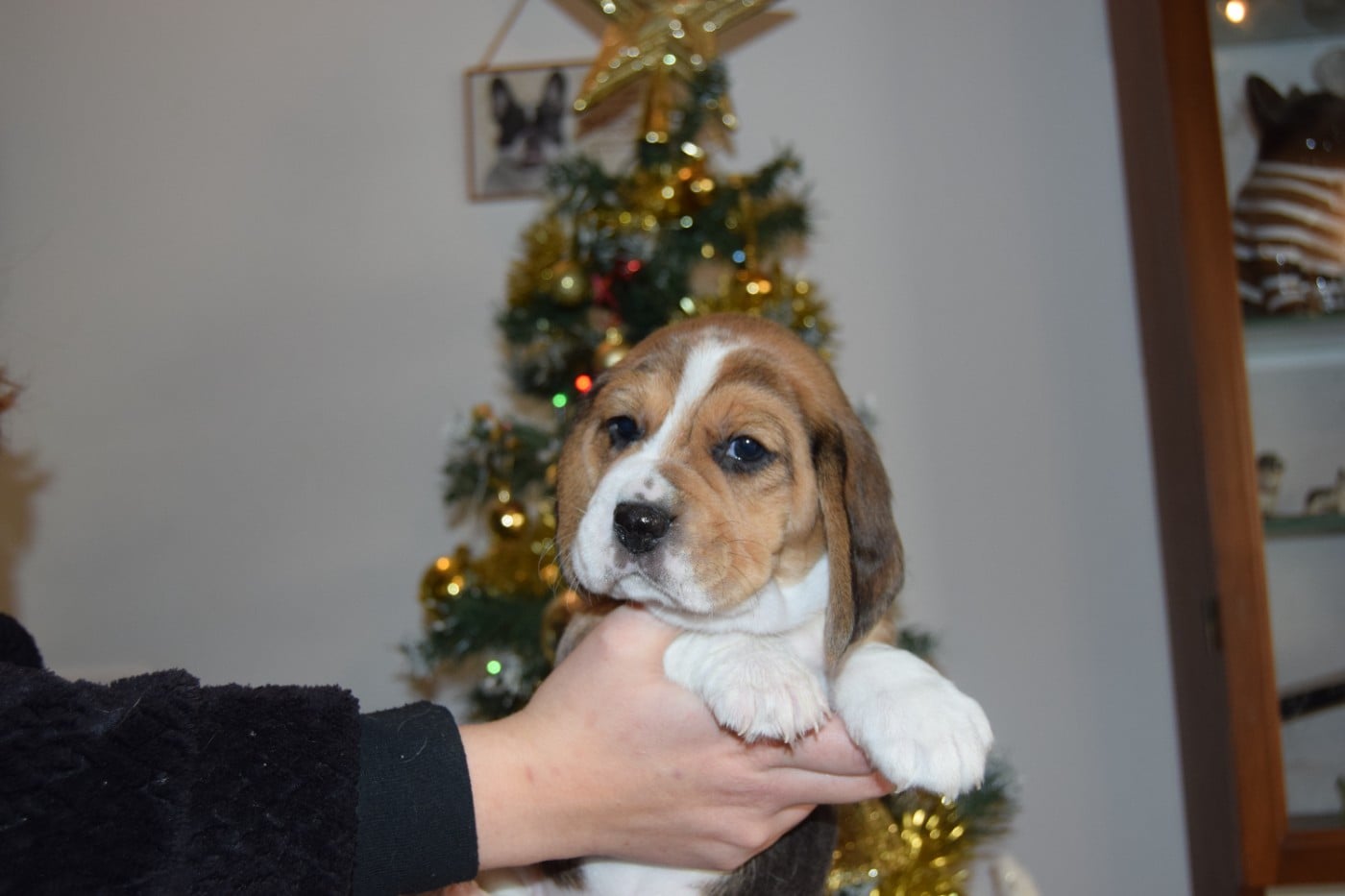 Bcbg Belle Carrure Belle Gueule - Chiots disponibles - Beagle