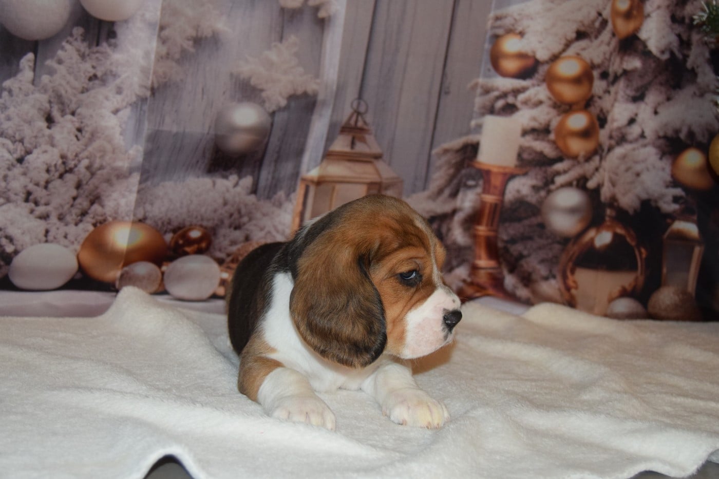 Bcbg Belle Carrure Belle Gueule - Beagle - Portée née le 28/10/2025