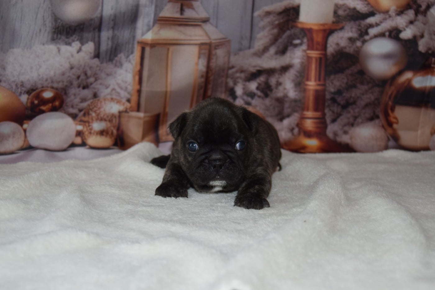 Bcbg Belle Carrure Belle Gueule - Chiots disponibles - Bouledogue français