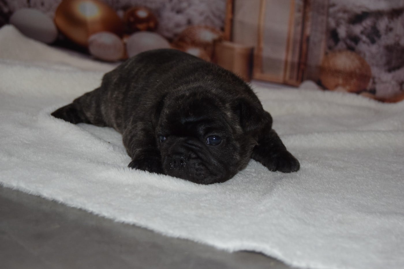 Bcbg Belle Carrure Belle Gueule - Chiots disponibles - Bouledogue français