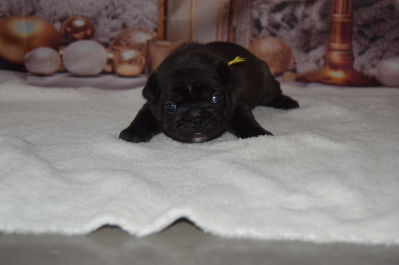 Bcbg Belle Carrure Belle Gueule - Chiots disponibles - Bouledogue français