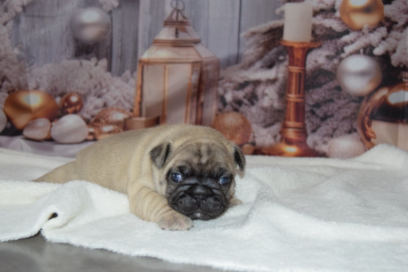 Bcbg Belle Carrure Belle Gueule - Chiots disponibles - Bouledogue français