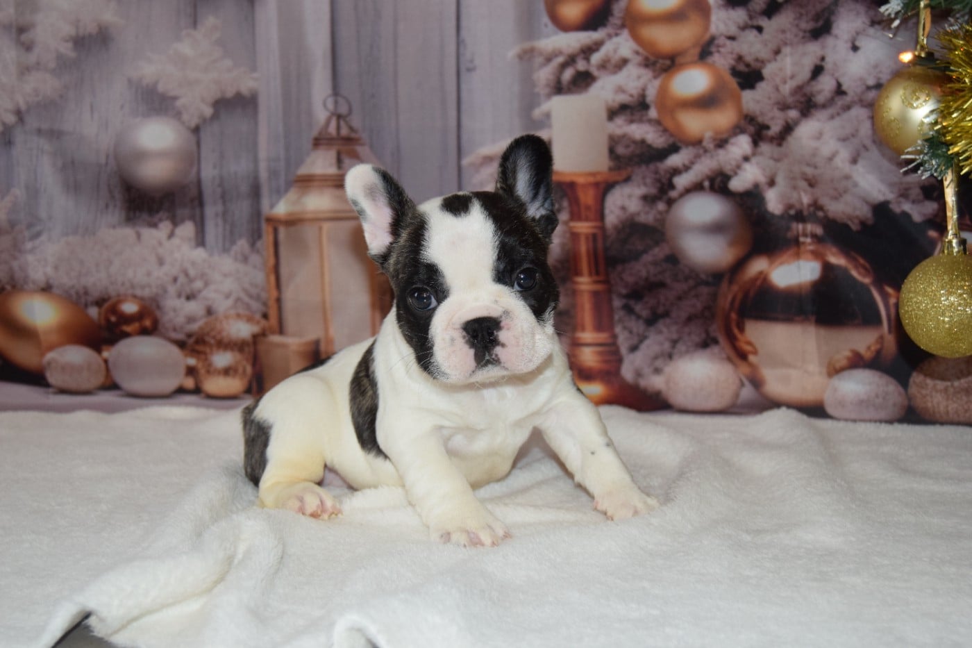 Bcbg Belle Carrure Belle Gueule - Chiots disponibles - Bouledogue français