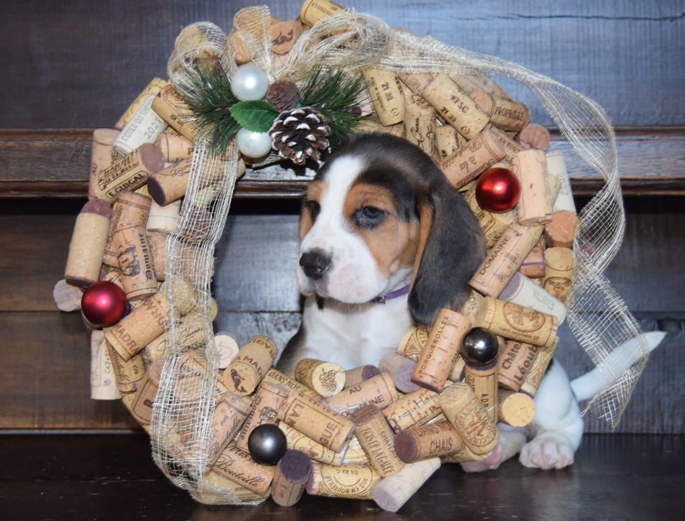 Bcbg Belle Carrure Belle Gueule - Beagle - Portée née le 28/10/2025