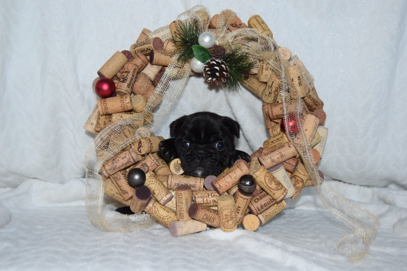 Bcbg Belle Carrure Belle Gueule - Chiots disponibles - Bouledogue français