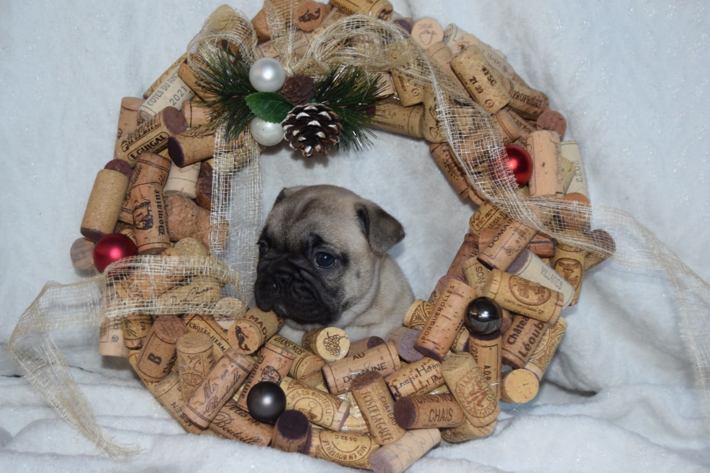 Bcbg Belle Carrure Belle Gueule - Chiots disponibles - Bouledogue français