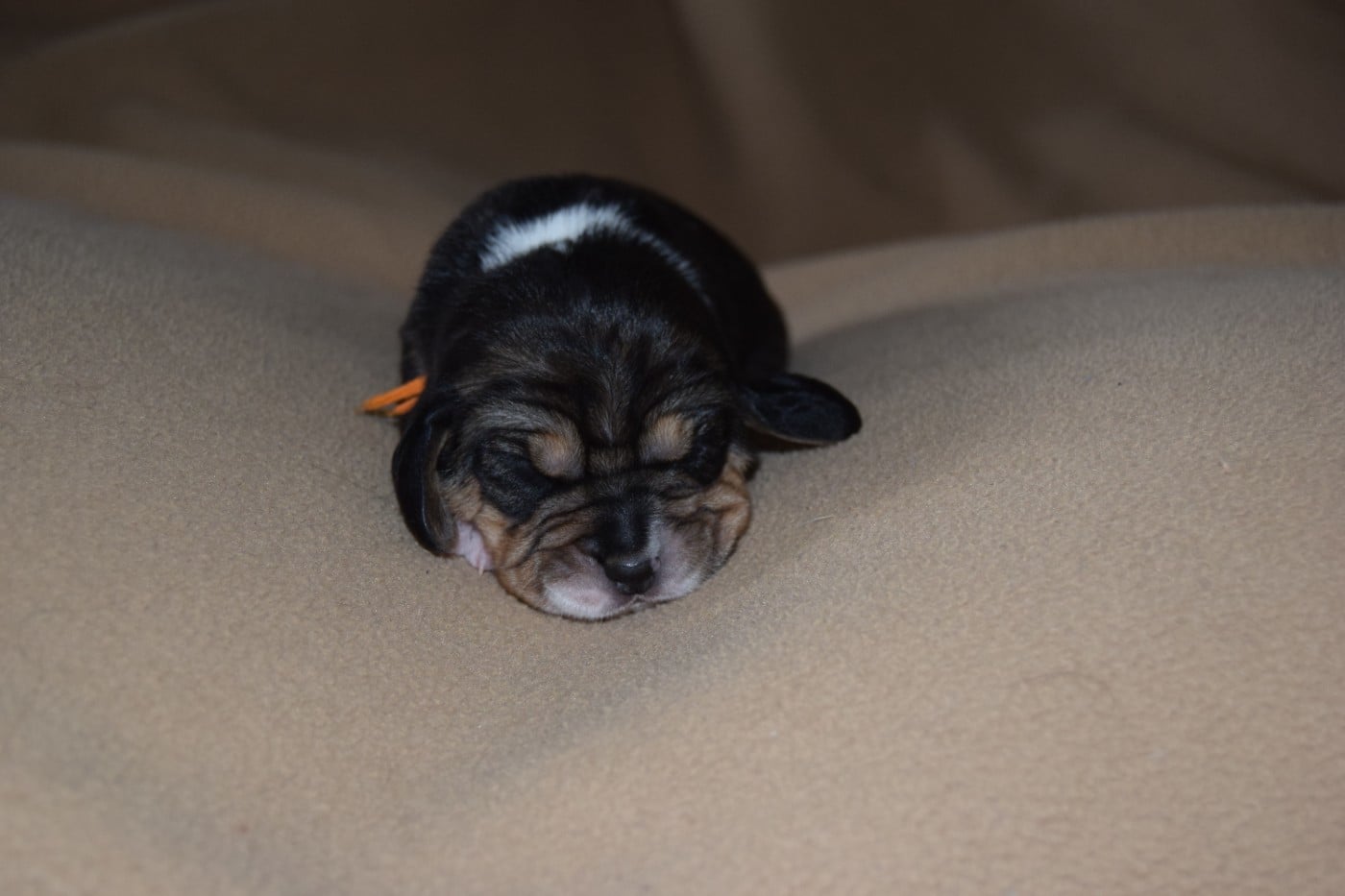 Bcbg Belle Carrure Belle Gueule - Chiots disponibles - Beagle