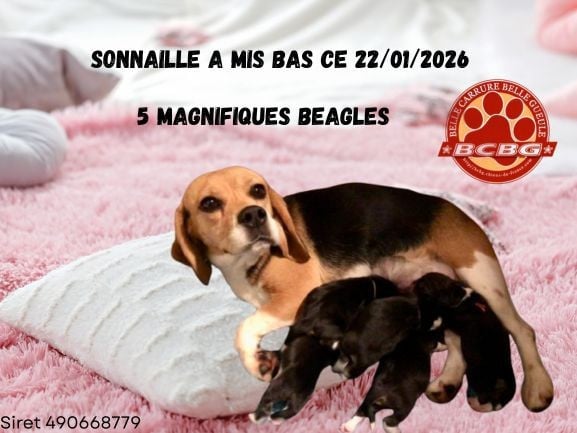 Chiot Beagle Bcbg Belle Carrure Belle Gueule