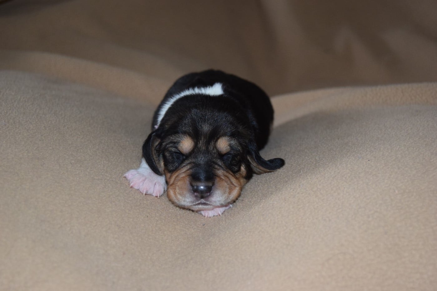 Bcbg Belle Carrure Belle Gueule - Chiots disponibles - Beagle