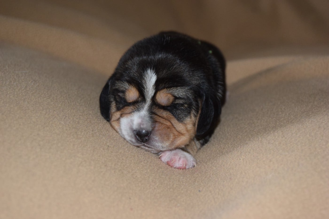 Bcbg Belle Carrure Belle Gueule - Chiots disponibles - Beagle