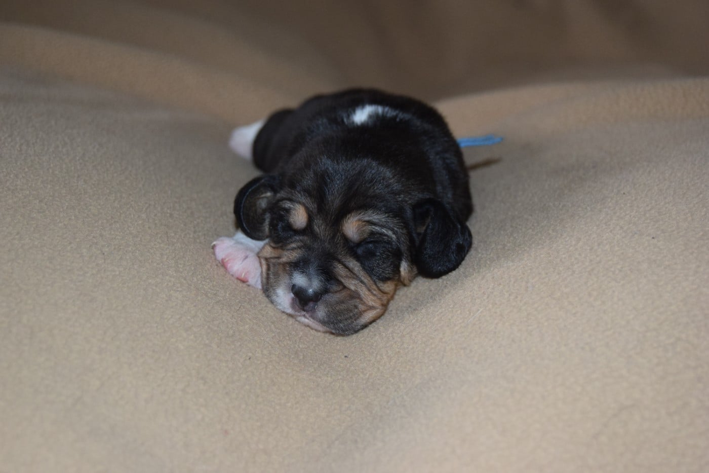 Bcbg Belle Carrure Belle Gueule - Chiots disponibles - Beagle