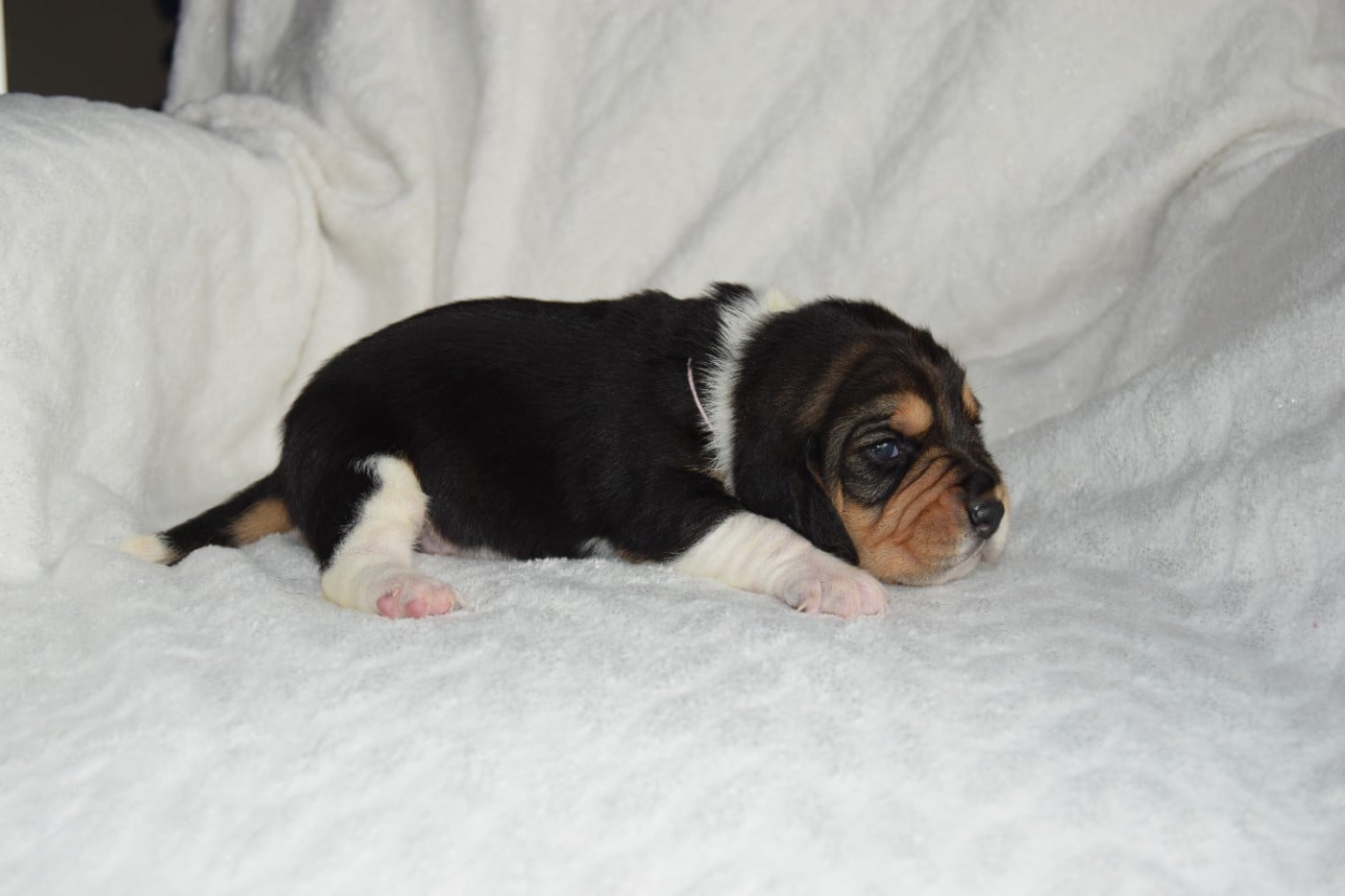 Bcbg Belle Carrure Belle Gueule - Chiots disponibles - Beagle