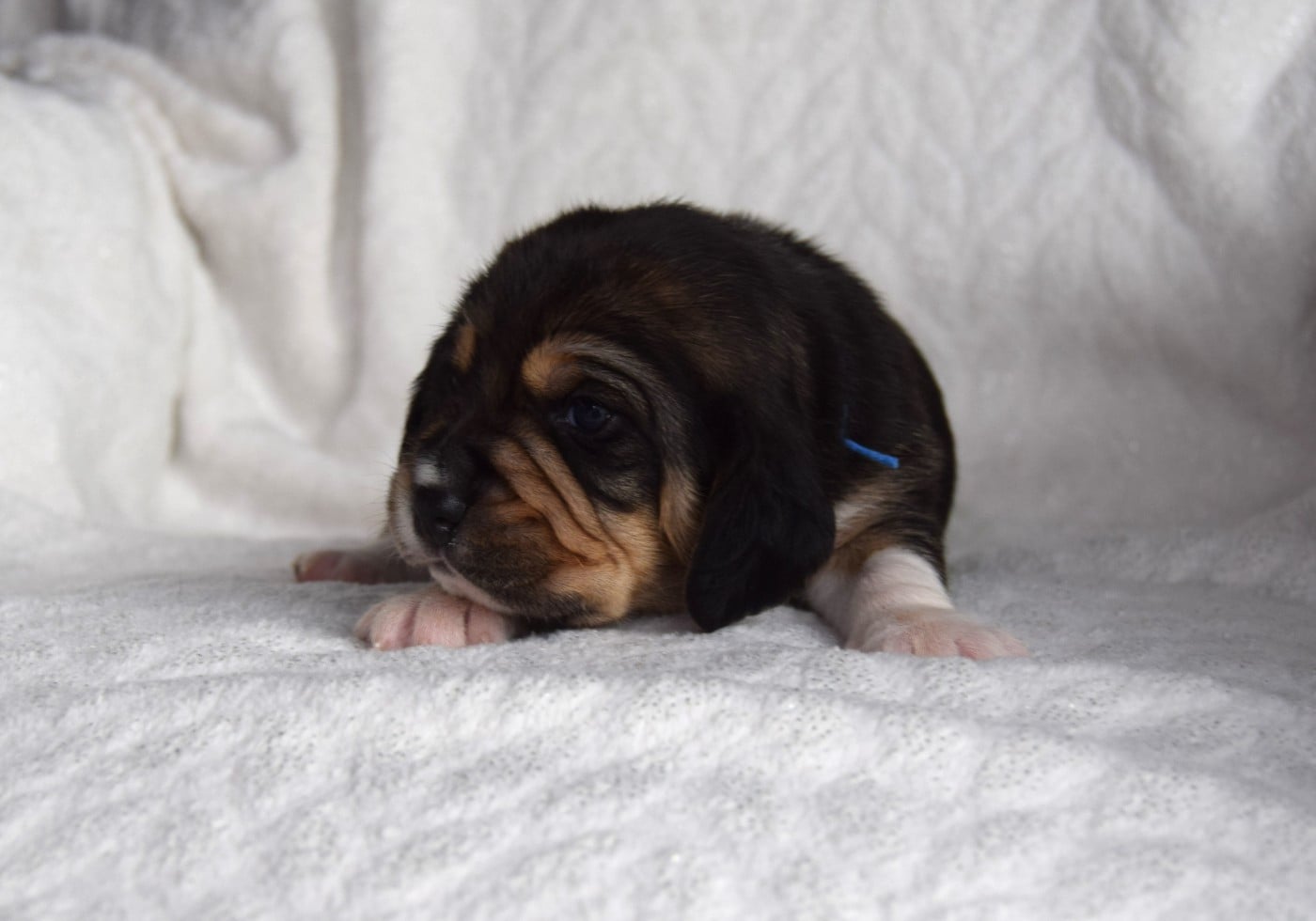 Bcbg Belle Carrure Belle Gueule - Chiots disponibles - Beagle