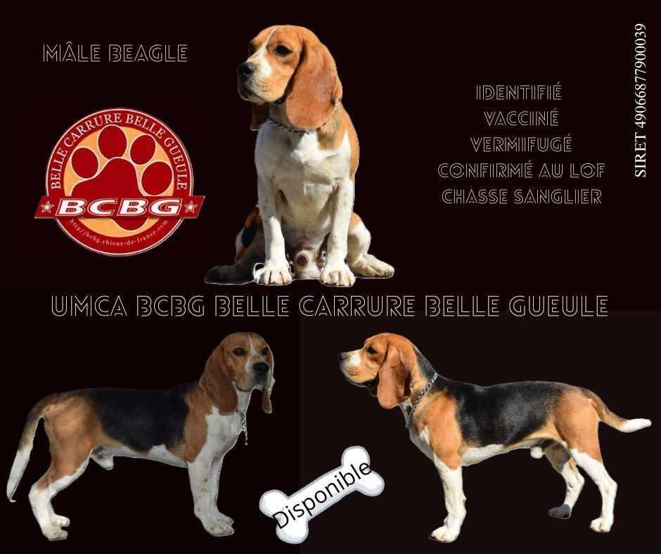 Bcbg Belle Carrure Belle Gueule - Chiots disponibles - Beagle
