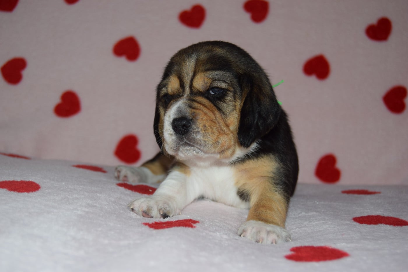 Bcbg Belle Carrure Belle Gueule - Chiots disponibles - Beagle