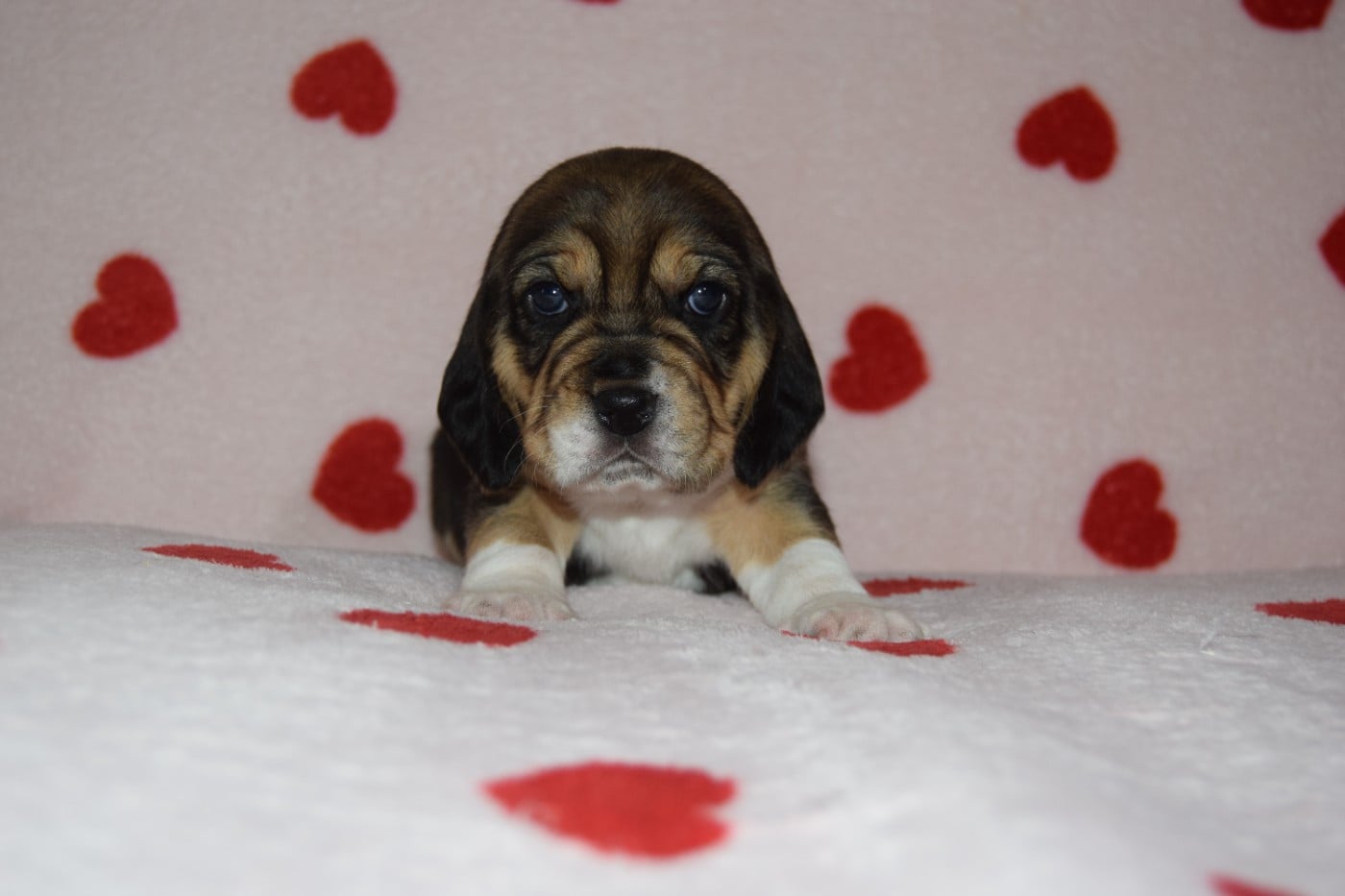 Bcbg Belle Carrure Belle Gueule - Chiots disponibles - Beagle