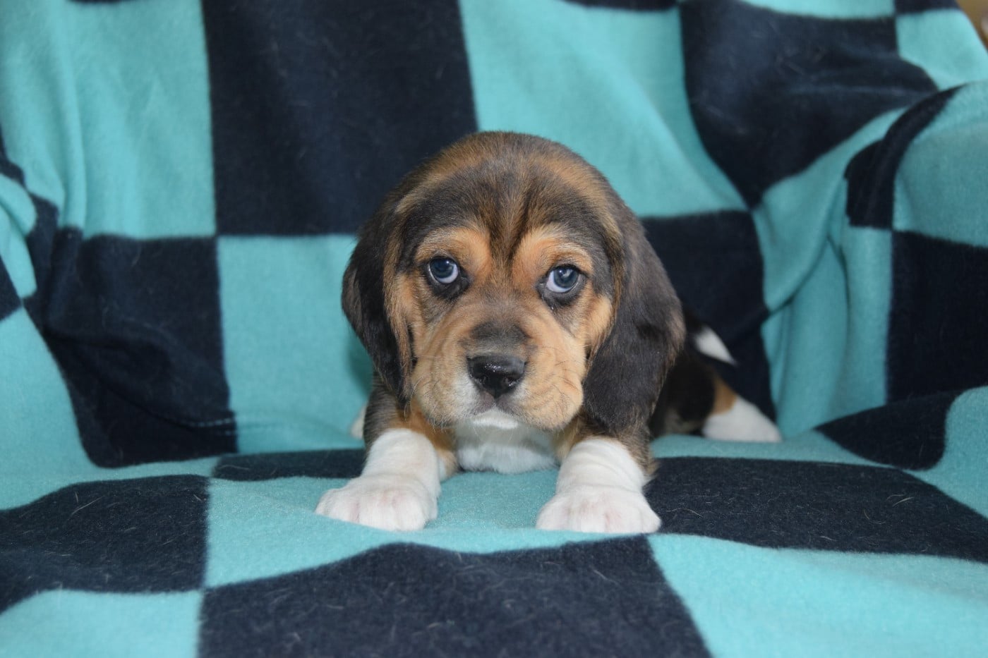 Bcbg Belle Carrure Belle Gueule - Chiots disponibles - Beagle