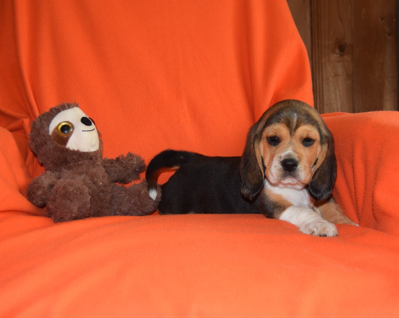 Bcbg Belle Carrure Belle Gueule - Chiots disponibles - Beagle