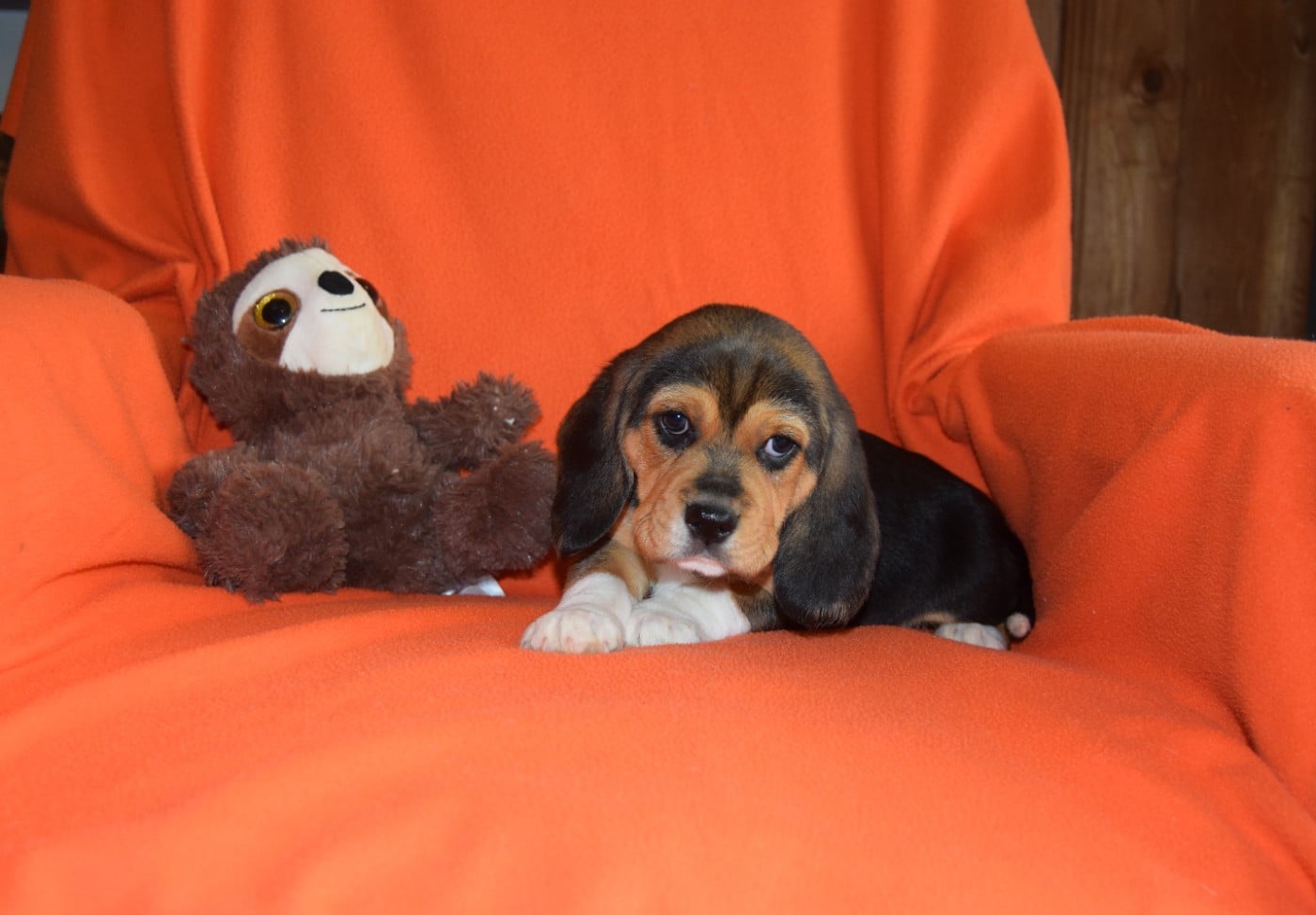 Bcbg Belle Carrure Belle Gueule - Chiots disponibles - Beagle