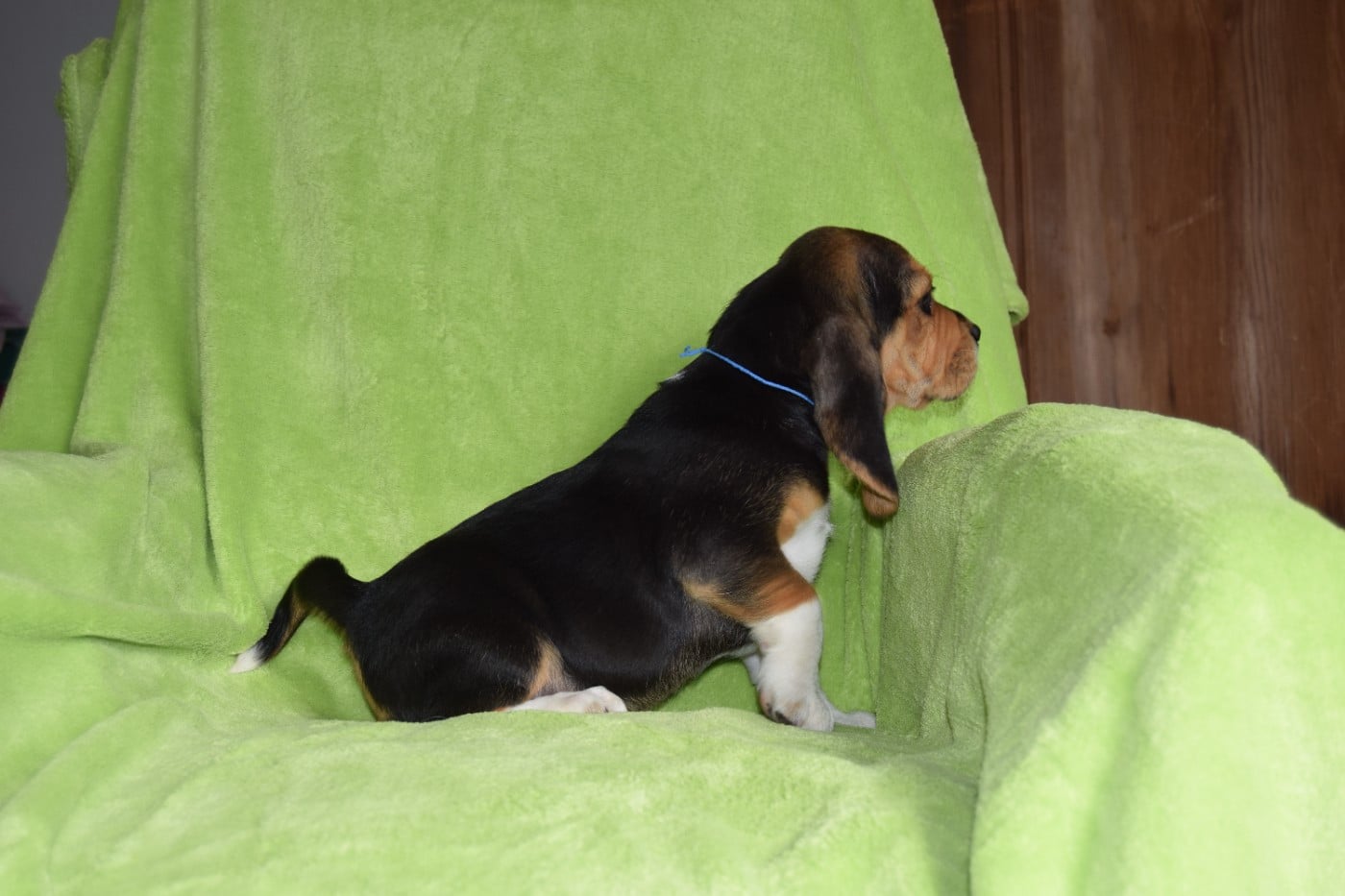 Bcbg Belle Carrure Belle Gueule - Chiots disponibles - Beagle