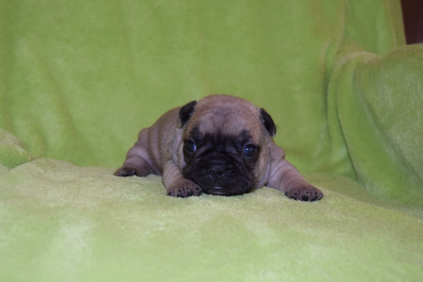 Bcbg Belle Carrure Belle Gueule - Chiots disponibles - Bouledogue français