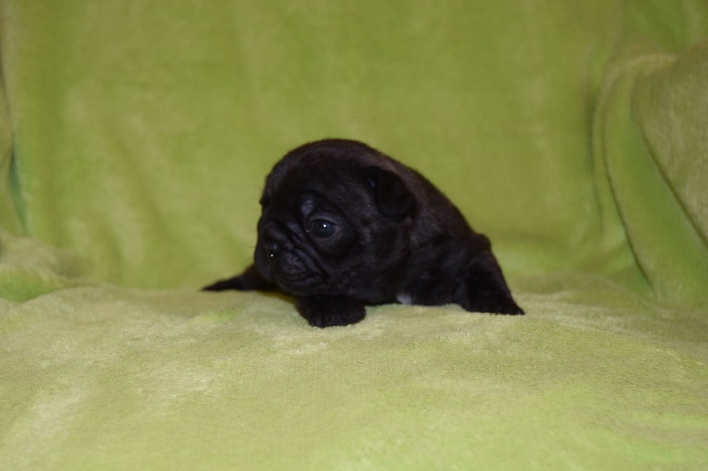 Bcbg Belle Carrure Belle Gueule - Bouledogue français - Portée née le 27/02/2026