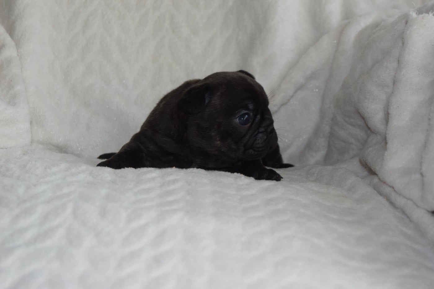 Bcbg Belle Carrure Belle Gueule - Chiots disponibles - Bouledogue français