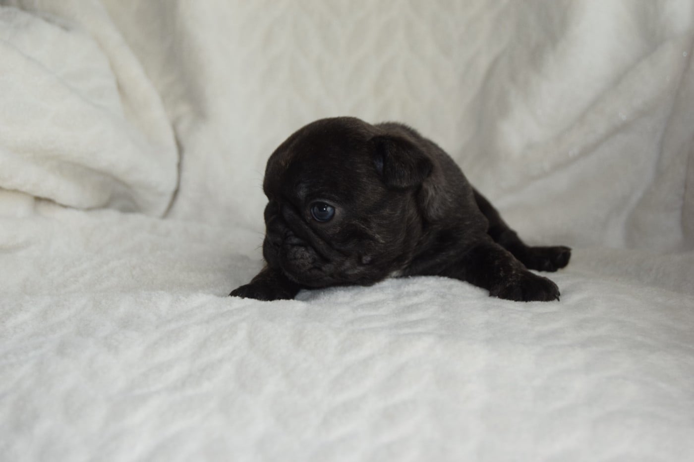 Bcbg Belle Carrure Belle Gueule - Chiots disponibles - Bouledogue français