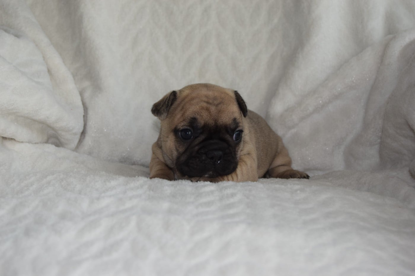 Bcbg Belle Carrure Belle Gueule - Chiots disponibles - Bouledogue français