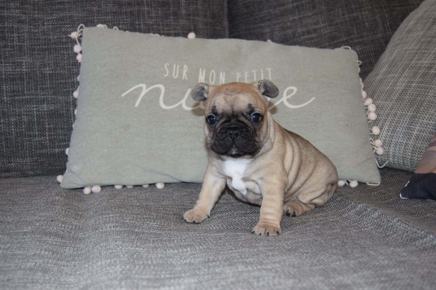 Bcbg Belle Carrure Belle Gueule - Chiots disponibles - Bouledogue français