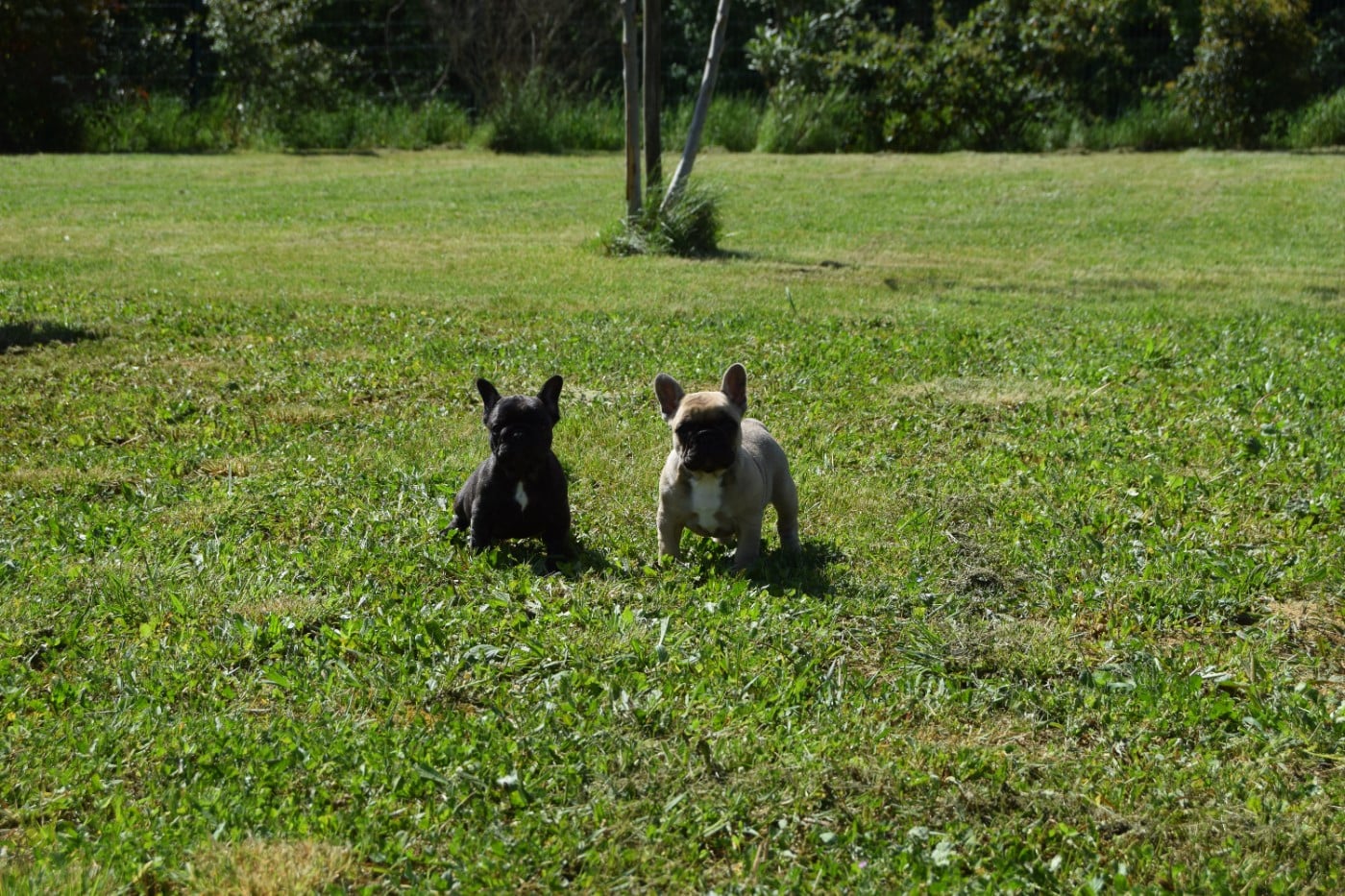 Chiot Bouledogue français Bcbg Belle Carrure Belle Gueule