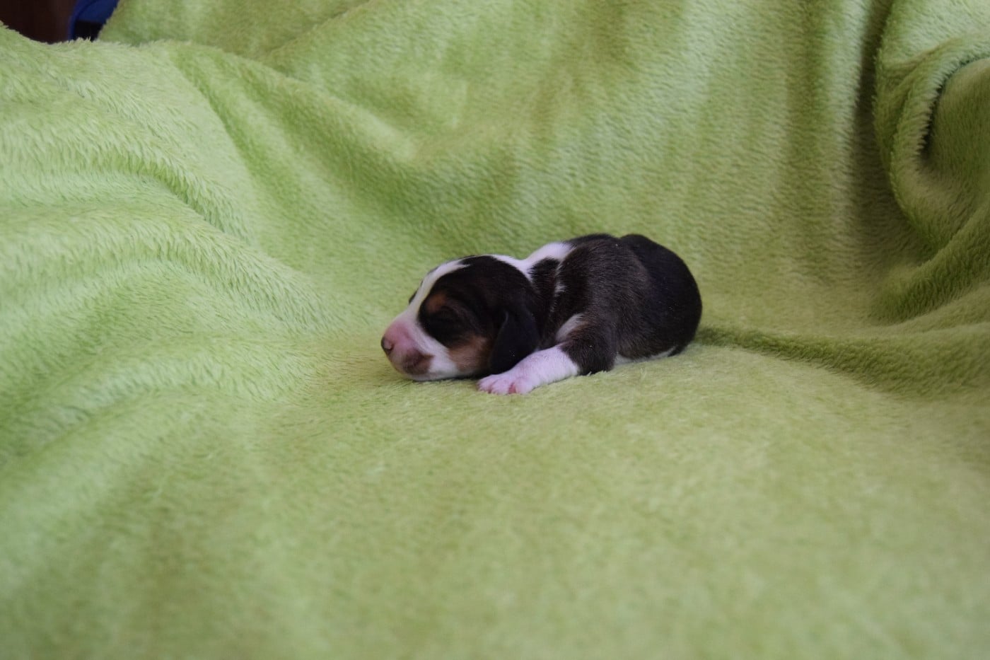 Bcbg Belle Carrure Belle Gueule - Chiots disponibles - Beagle