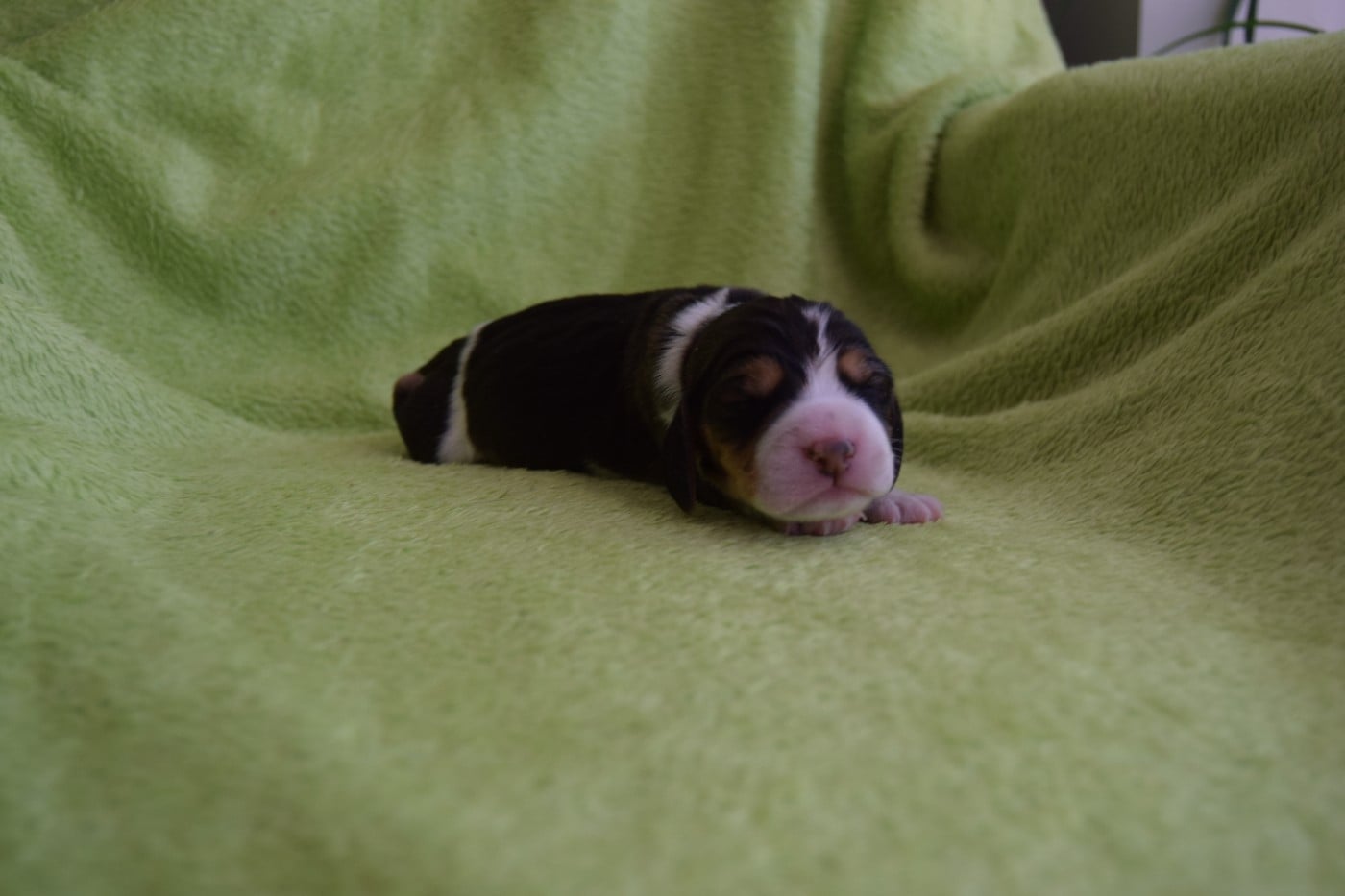 Bcbg Belle Carrure Belle Gueule - Chiots disponibles - Beagle