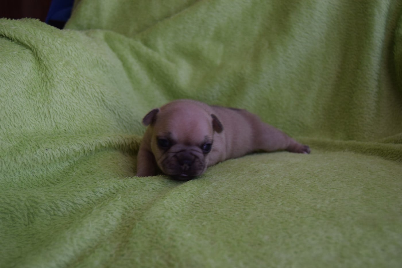 Bcbg Belle Carrure Belle Gueule - Chiots disponibles - Bouledogue français