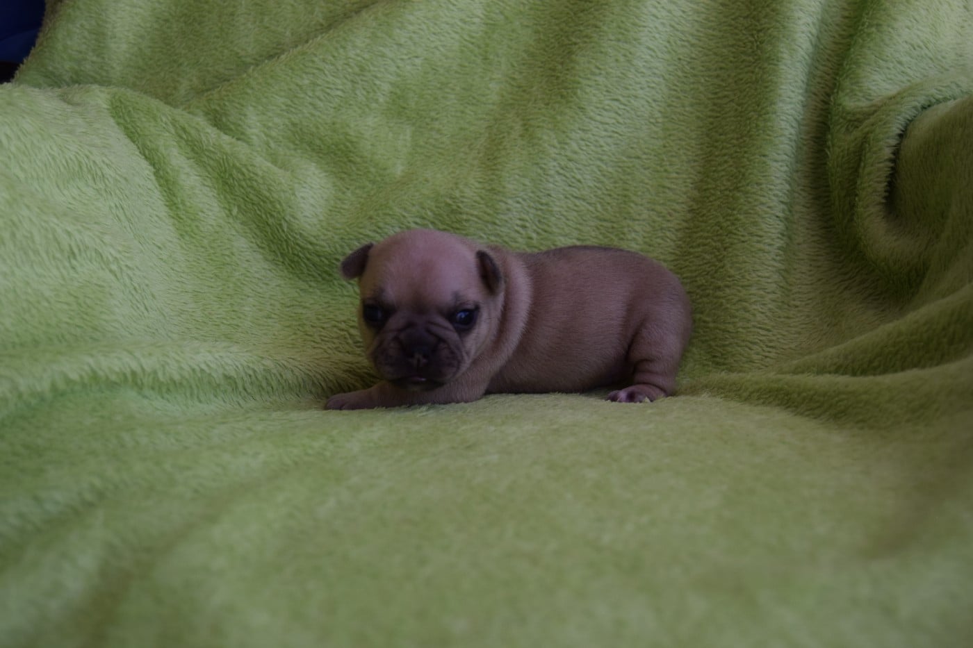 Chiot Bouledogue français Bcbg Belle Carrure Belle Gueule