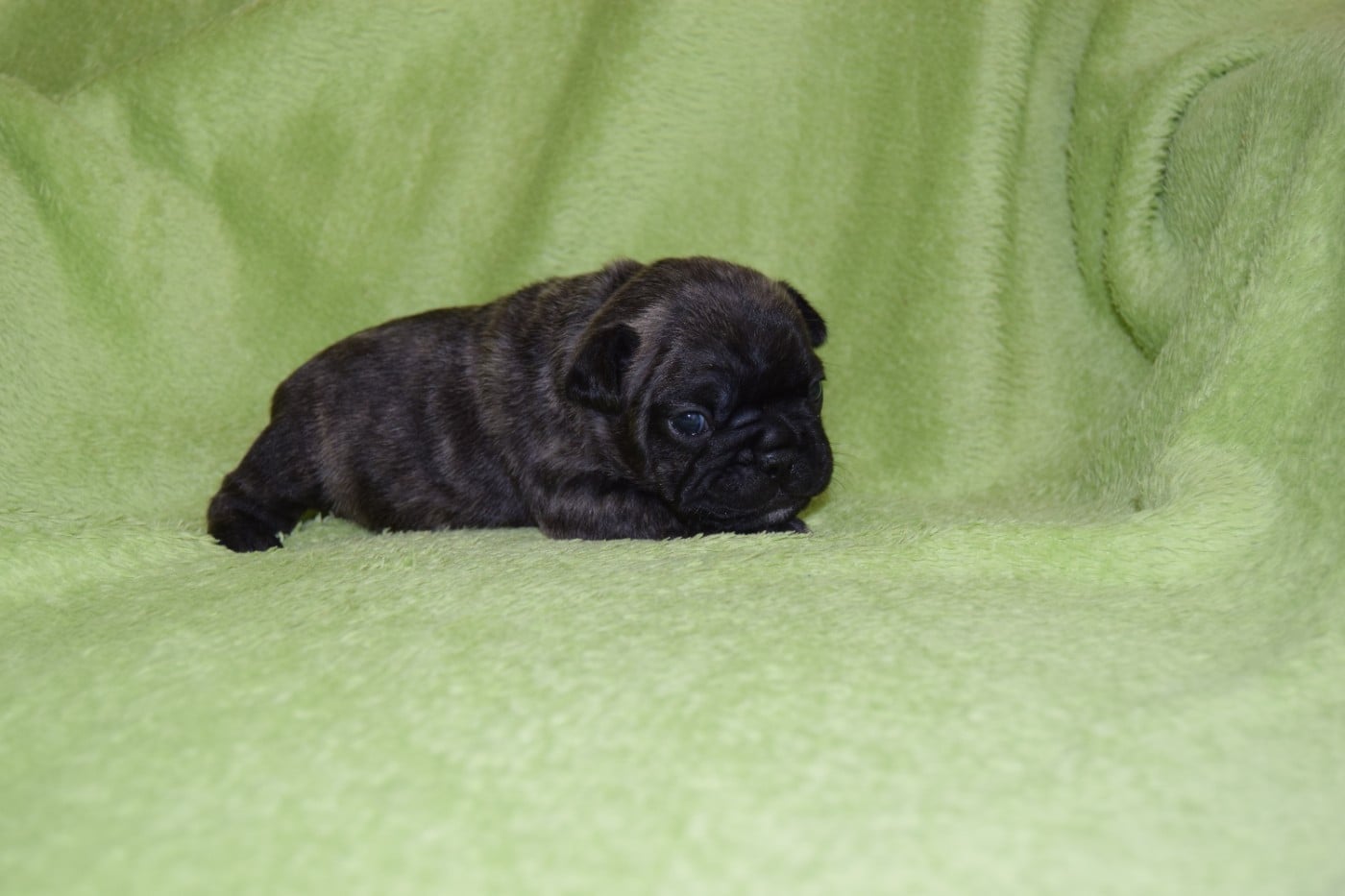 Bcbg Belle Carrure Belle Gueule - Chiots disponibles - Bouledogue français