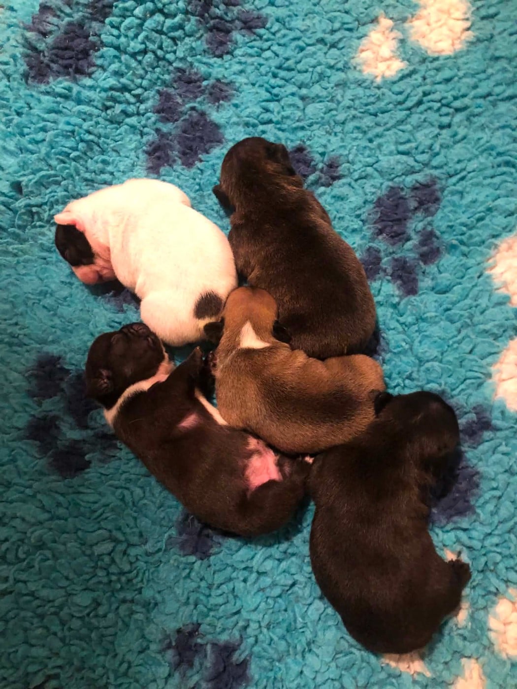 Chiot Bouledogue français Bcbg Belle Carrure Belle Gueule