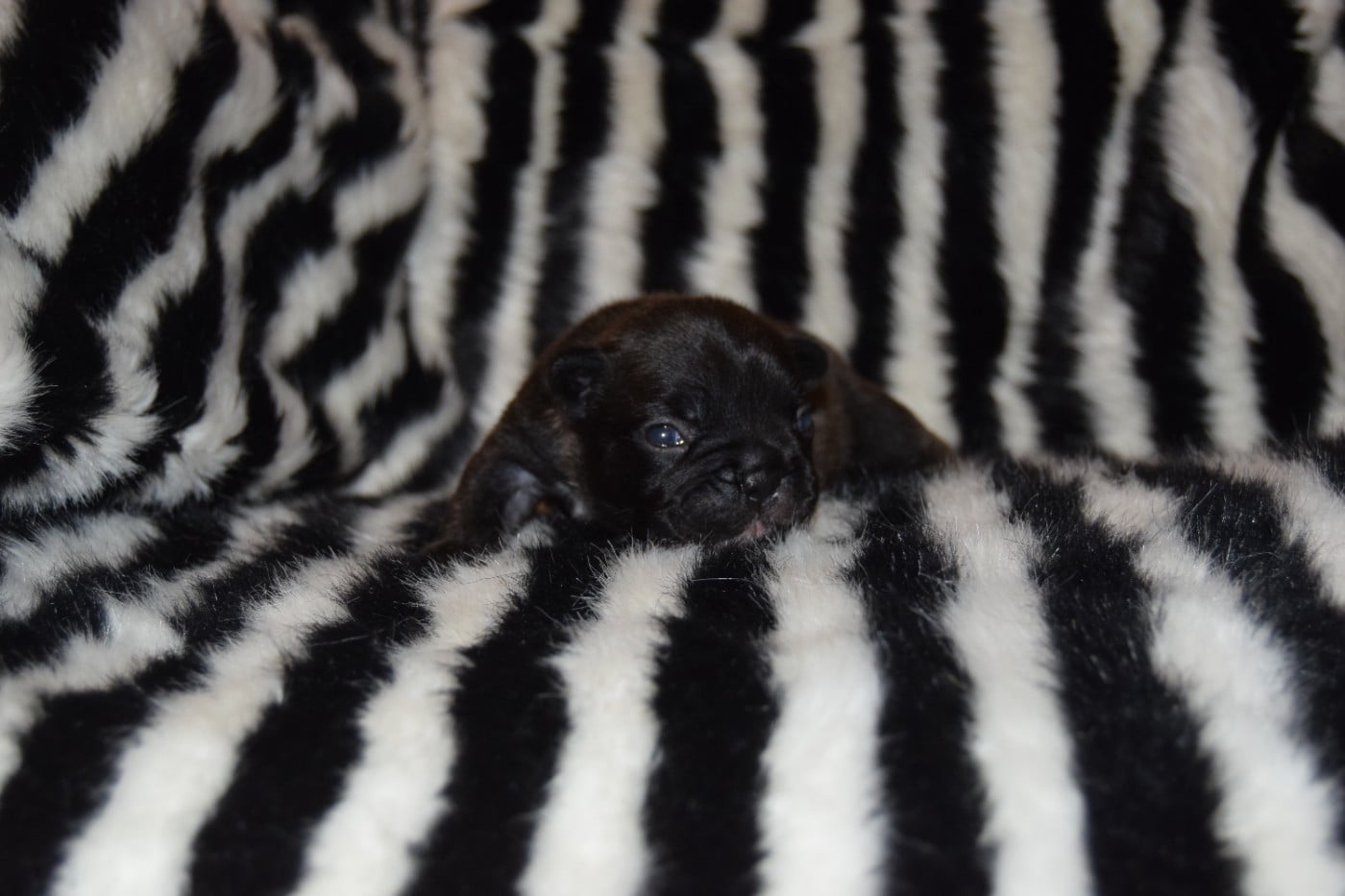 Bcbg Belle Carrure Belle Gueule - Chiots disponibles - Bouledogue français