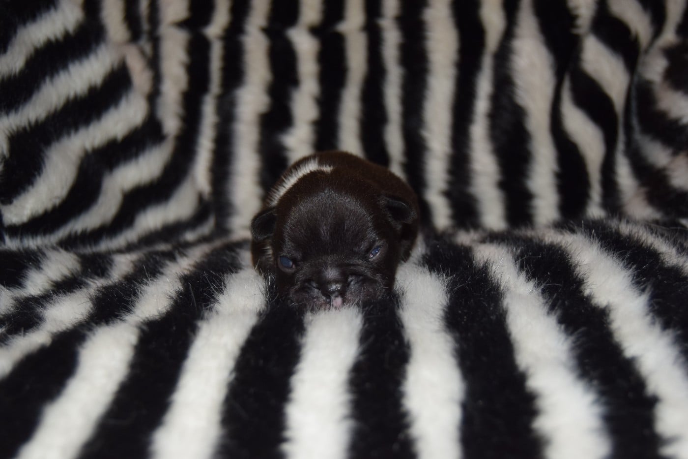 Bcbg Belle Carrure Belle Gueule - Chiots disponibles - Bouledogue français
