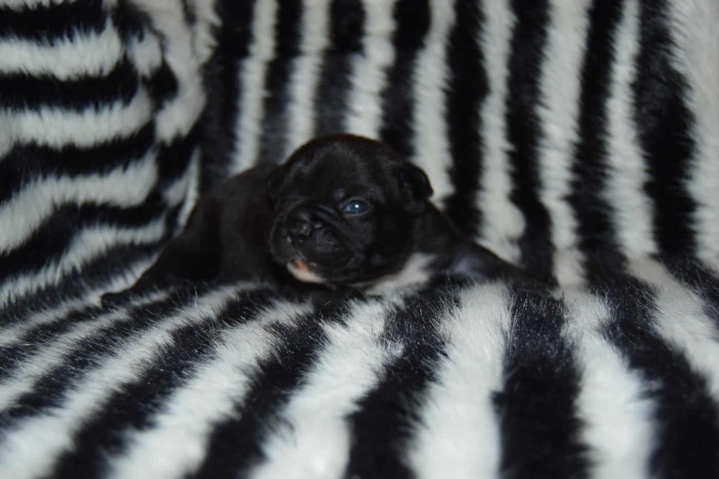 Bcbg Belle Carrure Belle Gueule - Chiots disponibles - Bouledogue français
