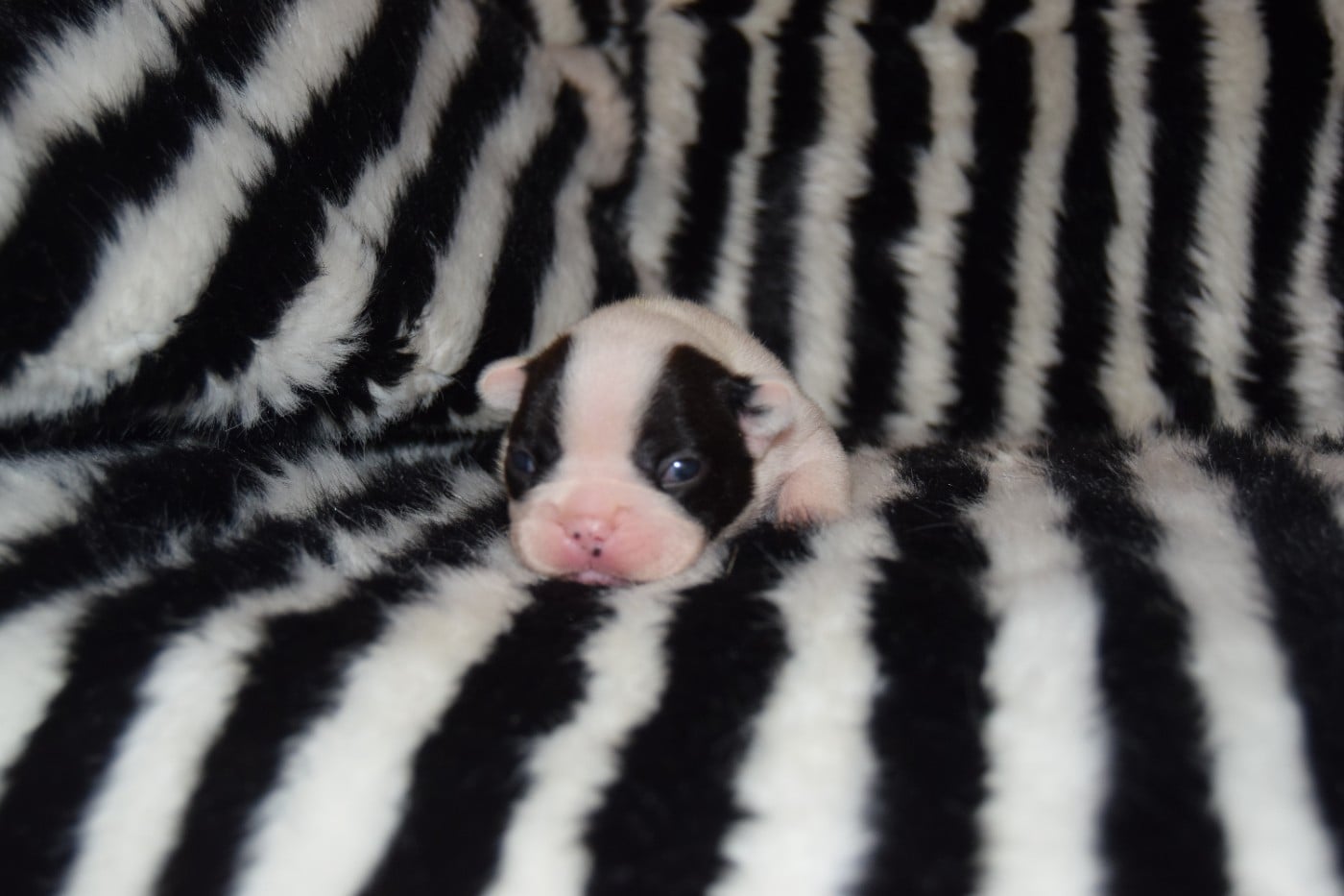 Bcbg Belle Carrure Belle Gueule - Chiots disponibles - Bouledogue français