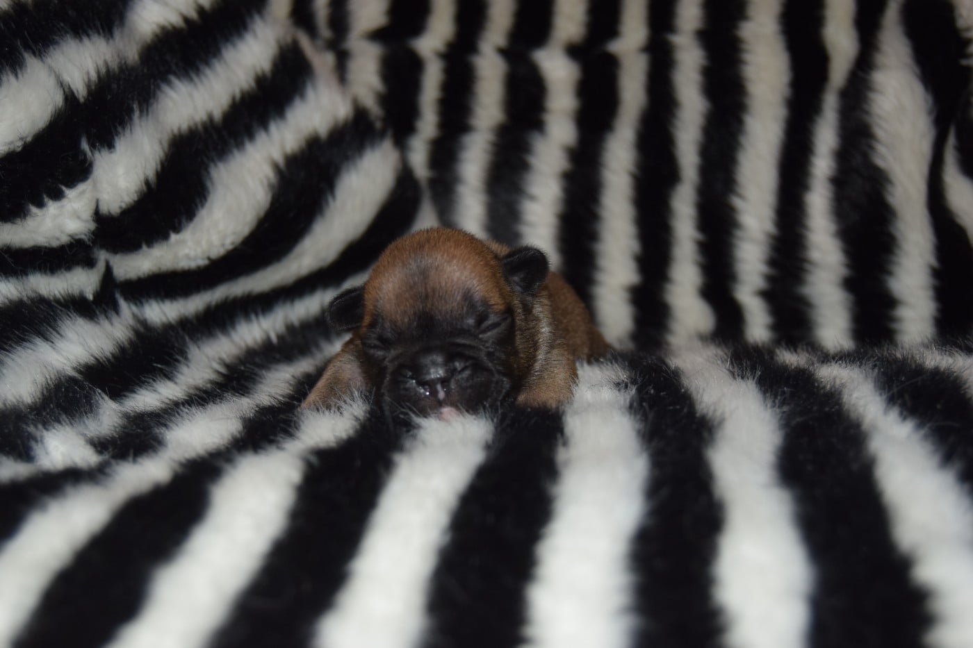 Bcbg Belle Carrure Belle Gueule - Chiots disponibles - Bouledogue français